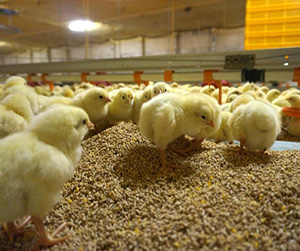 Комбикорм для бройлеров
