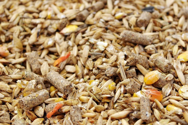 корма для животных в Ивантеевке