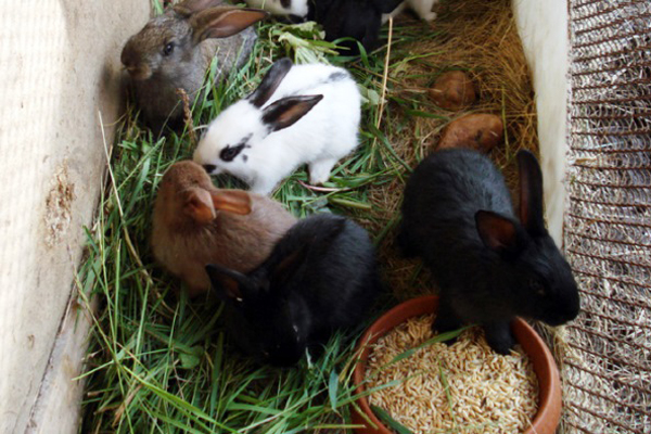 корма для кролей К 92-02