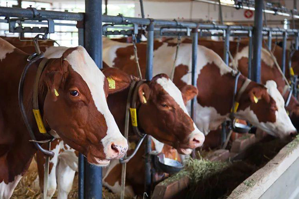 корм для крс