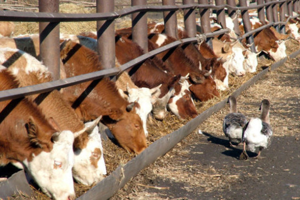 пищевые смеси для скота