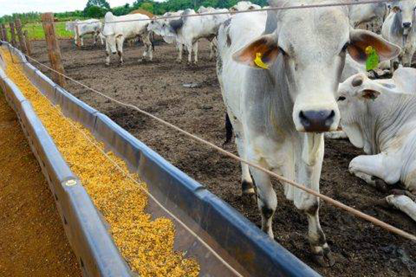 питание крупного рогатого скота