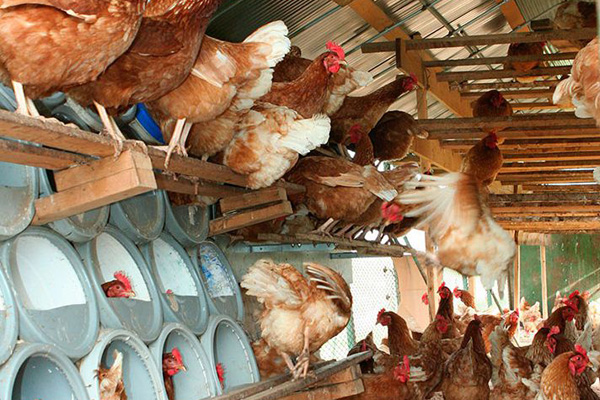 рацион несушек