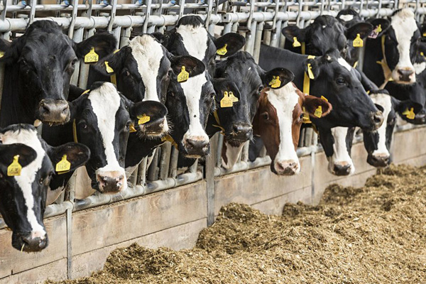 смеси для телят