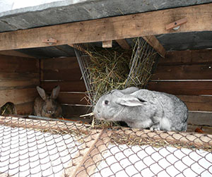 кормление кроликов
