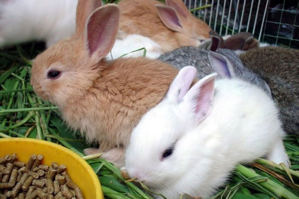 смеси для кормления для кролей