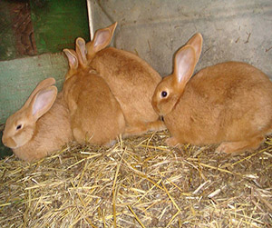Питание кроликов