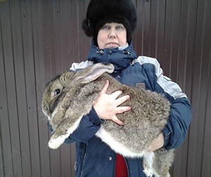 Питание кроликов