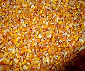 Кукуруза