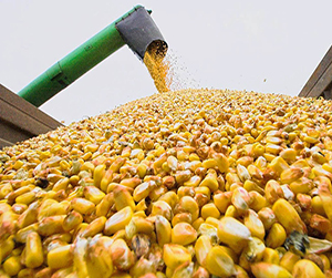 Кукуруза в Мытищах