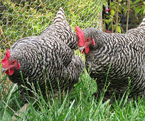 куры Доминант