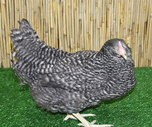 куры Доминант