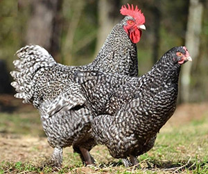 куры Доминант