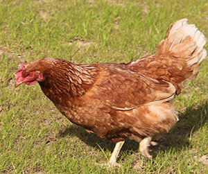 куры Ломан Браун
