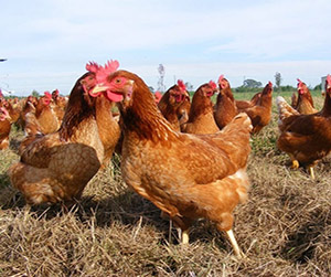 куры Ломан Браун