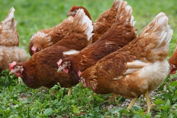 куры молодки в Щелково породы Ломан Браун