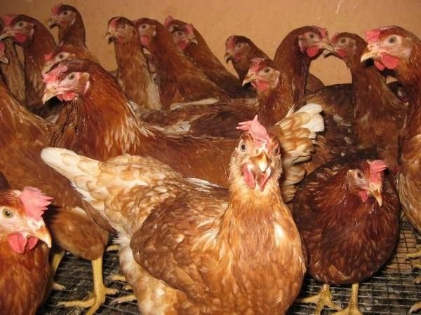 Куры молодки в Щелково