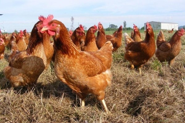 куры молодки в Щелково породы Ломан Браун