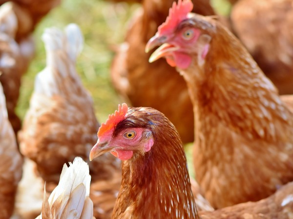 Куры молодки в Щелково