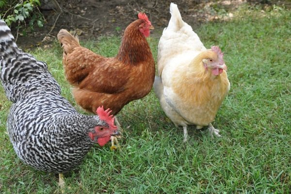куры молодки в Щелково породы Доминант