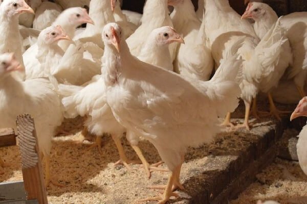 куры молодки в Щелково породы Хайсекс