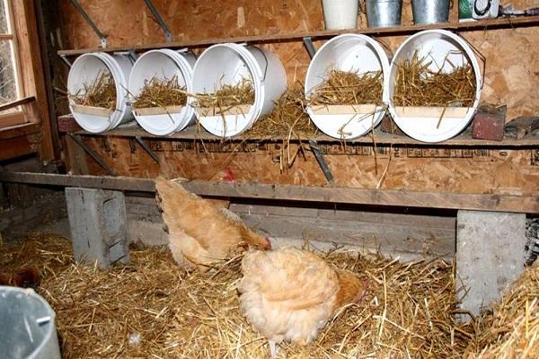 Насест для кур