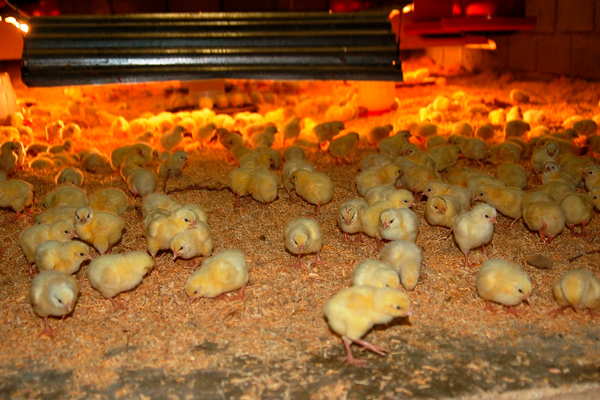 Выращивание молодняка