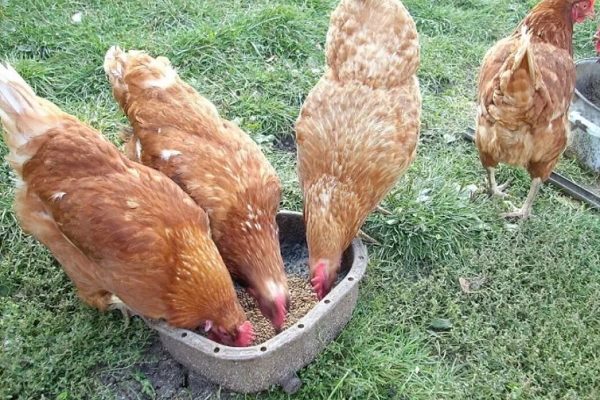 Кормление кур молодок – чем их стоит кормить?