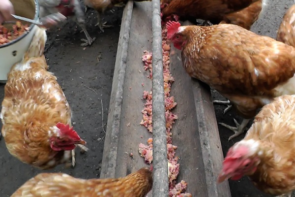 Кормление кур молодок – чем их стоит кормить?