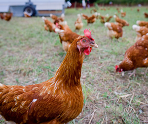 куры-несушки