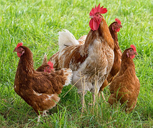 купить кур-несушук в Ивантеевке
