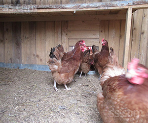 куры несушки в Ивантеевке