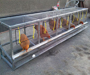 Клетки для куриц-несушек