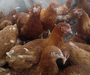 куры несушки в Ивантеевке