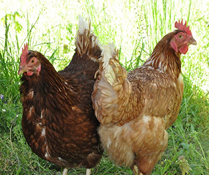 куры-несушки в Ивантеевке