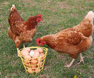 куры-несушки в Ивантеевке