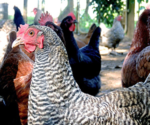 куры-несушки в Ивантеевке