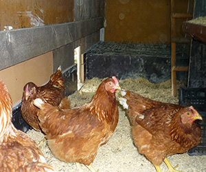 куры-несушки в Ивантеевке
