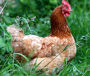 куры-несушки в Ивантеевке