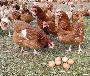куры-несушки в Ивантеевке