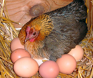 куры-несушки в Ивантеевке