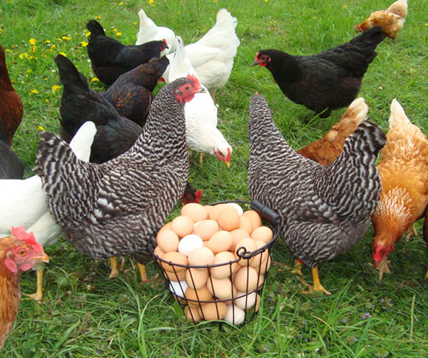 куры-несушки в Ивантеевкео