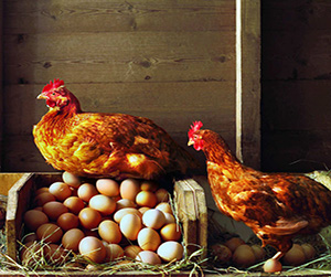 куры-несушки в Ивантеевке