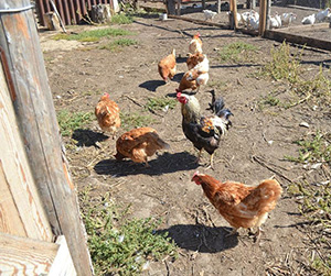 куры несушки в Ивантеевке