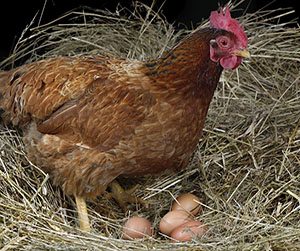 куры-несушки в Ивантеевке