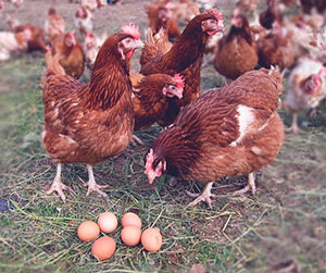 куры-несушки в Ивантеевке