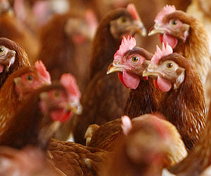 куры-несушки в Ивантеевке