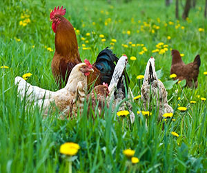 куры-несушки в Ивантеевке