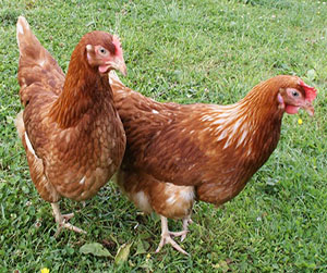 куры-несушки в Ивантеевке