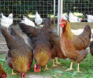 куры-несушки в Ивантеевке